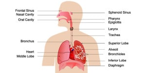 voorhoofdsholteontsteking genezing door halotherapie
